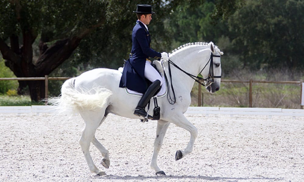 Com nova montaria, João Victor Oliva é campeão em Portugal
