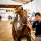 Brasileiros buscam medalha e vaga olímpica nos Jogos Equestres