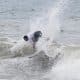 Artur Siva, no Brasileiro de Surfe