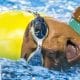 Comitê Paralímpico Internacional (IPC) suspendeu a nadadora paralímpica Patricia Pereira dos Santos por doping nos Jogos Parapan-Americanos de Lima 2019 (nadadora paralímpica)