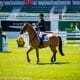 Luiz Francisco de Azevedo Cavaleiro Brasileiro Tryon