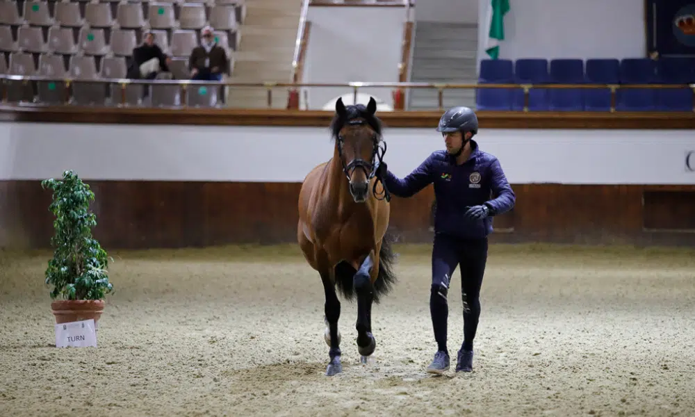 João Victor Oliva montando Escorial Horsecampline venceu o Grand Prix de hipismo adestramento em Andaluzia, na Espanha