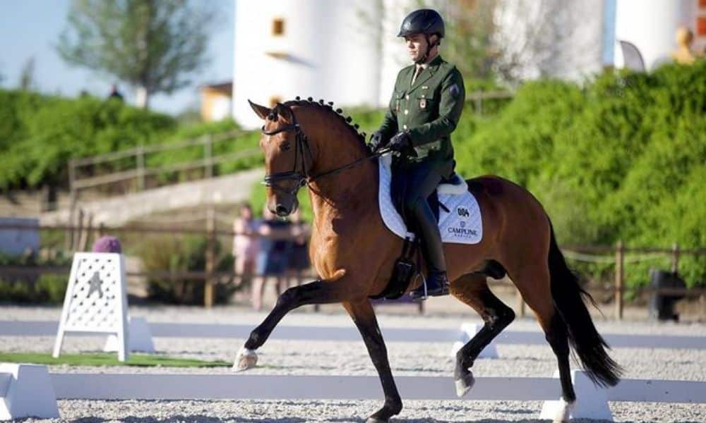 João Victor Oliva Rodrigo pessoa hipismo adestramento França Mundial de adestramento hipismo Brasil Dinamarca
