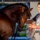 João Victor Oliva treina com seu cavalo antes do hipismo adestramento nos jogos olímpicos de tóquio 2020