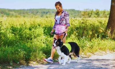 Caminhar com pets- por que é um exercício tão eficiente