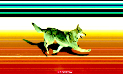 Cachorro invade pista e gera erro em tempo do Brasil no esqui cross-country